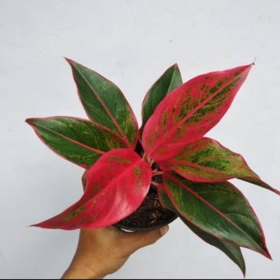 din_din_saja's profile picture. 