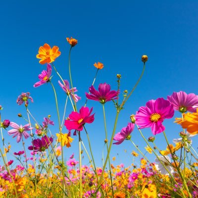 SummerNights63's profile picture. liberals are corrupt