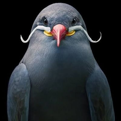 Scotts_Base's profile picture. An option for the future of the people. A deflationary decentralized monetary system. Bitcoin Cash.