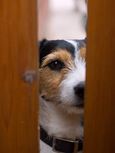 123jrt's profile picture. Navita de ventis, de taurus narrat arator, enumerat miles vulnera, pastor oves. -- Mornar govori o vetrovih, orač o bikih, vojak šteje rane, pastir ovce.