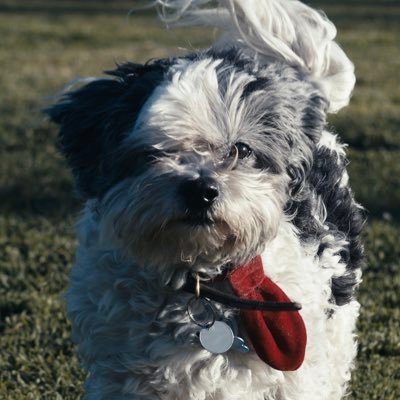 Food #dogsoftwitter Subscribe for daily treats!