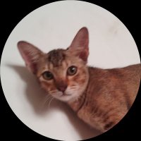 4b3y (@z4iks) 's Twitter Profile