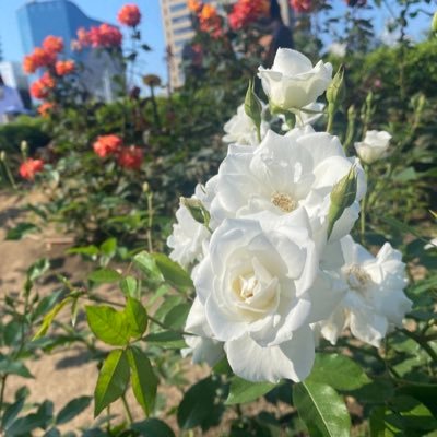 popopo55553's profile picture. 共働き。NISAだけで暮らしたい