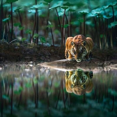 tijadscotia's profile picture.