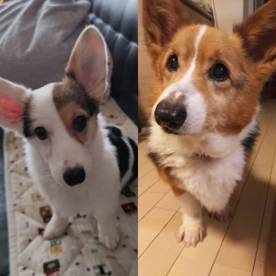 DiodonBlue's profile picture. コーギー🐕‍🦺好き人間です。
先代コーギーのネオは2021年9月7日に17歳と11ヶ月で🌈の橋を渡りました😢
現在2022年6月20日生まれのベガが我が家の天使です👼
無言フォロー失礼します🙇Instagramもやってます😌