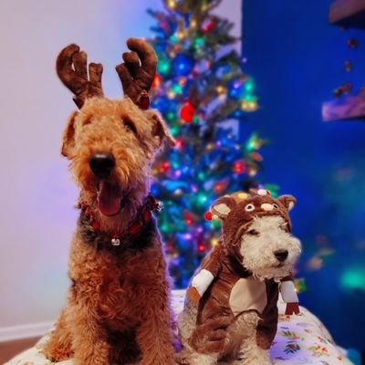 A Lakeland terrier from Washington D.C. Metro area🇺🇲 & my fur bro Trevor.  I love sports, squeaky toys, imitating monkey sounds, and chasing birdies!