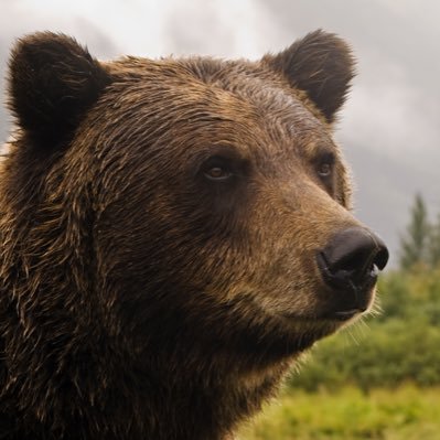 tahoebrownbear Profile Picture