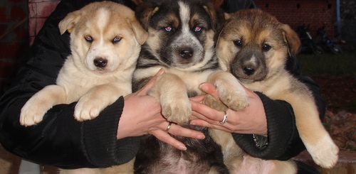 nikolova206's profile picture. 