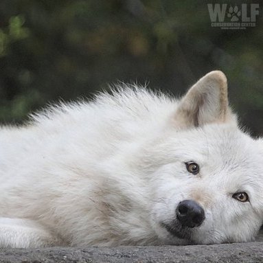 Superlamaface's profile picture. Wolves Supporter | Gamer | Programmer | Friendly | 18+ | Level 21 | He/Him | DM Friendly | Single