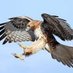 silverhawk (@silverhawk1667) Twitter profile photo silverhawk (@silverhawk1667) Twitter profile photo