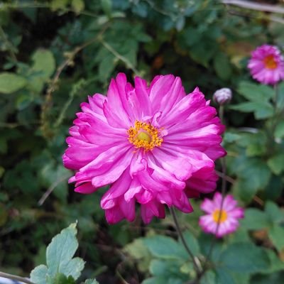 お花は癒し🌺🌷🌸憂鬱な気分を吹き飛ばしてくれるので好き💕いろいろな所で写真撮っています✨可愛い雑貨 お菓子
美味しい食べ物など時々載せたいと思います😊。DMは見ないのでご遠慮下さい🙏