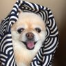 wangxuanxi's profile picture. 18年間、一緒に暮らしをしている愛犬が突然亡くなり、愛犬の死を現実的に受け入れられず、辛い日々から脱出をするために、日経mini先物勉強を始まりました。初心者ですが、皆様宜しくお願い致します🙇‍♀️！