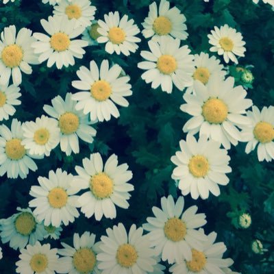 memecotantan's profile picture. ❌副業、出会い系、エロ垢、投資、即ブロックします❌