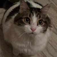 Yuva Aranıyor🌸🐈‍⬛(@minik_canlar) 's Twitter Profile Photo