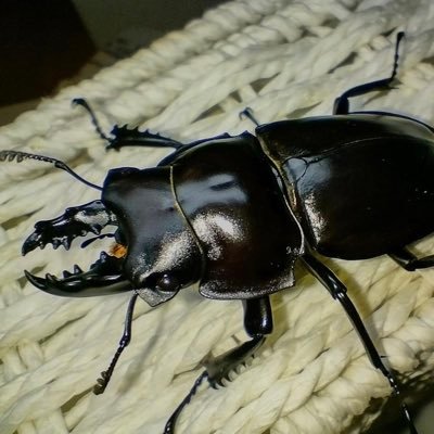 子供達がカブトムシやクワガタに興味を持ち出した事をきっかけに、自分の趣味を再開しました。昔からカブトムシ・クワガタ大好きな親父少年でございます。同じ趣味を持ってる方どうぞよろしくお願いします🙇🏻 色々情報交換が出来ればなと思います🙂現在国産オオクワ・本土ヒラタ・外国産ヒラタ・ニジイロ・国産カブト・飼育中です