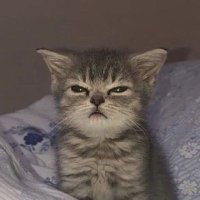 DIGGS (@shadowboxyn) Twitter profile photo