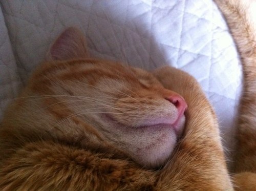 OGaucher's profile picture. 