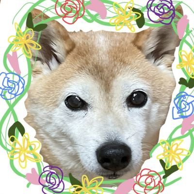 豆柴犬🐕とレオパ🦎とハムスター🐹と暮らしてる動物好きのただの人𓀃
豆柴さくら誕生2010/02/09現在14歳
2022/02/06に肺腫瘍･気管虚脱と診断
#秘密結社老犬倶楽部 

⚠️たまーに趣味のイラストupします⚠️