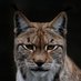 Mammal Conservation Europe (@mammalconseur) Twitter profile photo Mammal Conservation Europe (@mammalconseur) Twitter profile photo