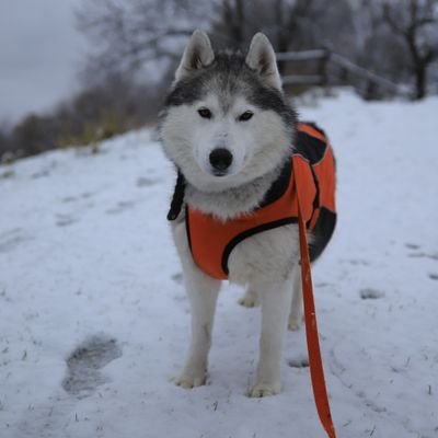 I have a Siberian Husky, he was born on 2 April 2017 ♂️. We enjoy our free time together in mountain