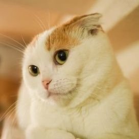 Sakura_Maro77's profile picture. 中３ゝ♂︎ゝ日常垢ゝ受験生🥺🥺