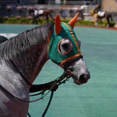 主に競馬や馬アカ。競馬場に通うたびに応援する馬＆騎手が増えていきます よろしくお願いします