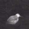 SurveysThermal's profile picture. Leading providers of Thermal imaging units for Bird Ringing, Bird Watching, Ecology & Wildlife Surveys. #thermal4birding #thermalwildlife #IamHolly