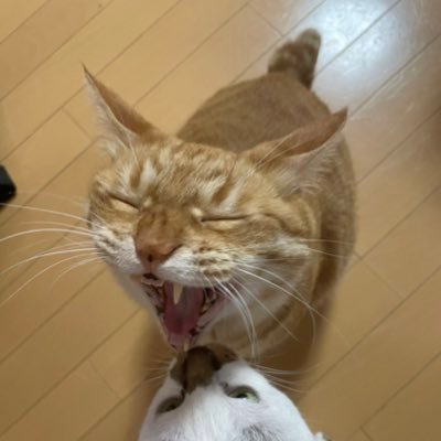 競馬/ウマ娘無課金(ダスカ推し)/ダビマス/海軍/三国志/戦国武将 /野球は中日 /高校野球/茶トラ🐅 /キャンプいきたい