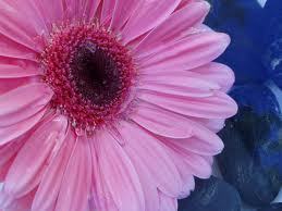 GouriManchester's profile picture. 