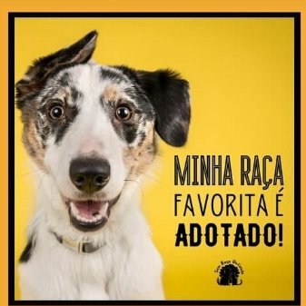 🐾Ex Abrigo de cães Recanto dos Anjos-Continuamos a missão de doação dos peludos ,mas agora a página ajudará divulgando outros anjos que precisam de lar❤️