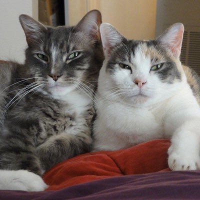 Twitter page for YouTube cats Casey and Sassy. Funny cat videos, pictures, and more! #cats #catsoftwitter #caturday #pets #animals #cute #kittens #lolcats