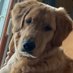 Linda Stankey (@stankeylinda) Twitter profile photo Linda Stankey (@stankeylinda) Twitter profile photo
