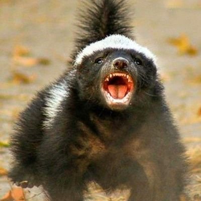 RacerX71921713's profile picture. 