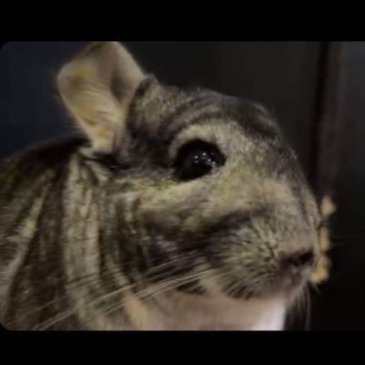 MonfPo's profile picture. 