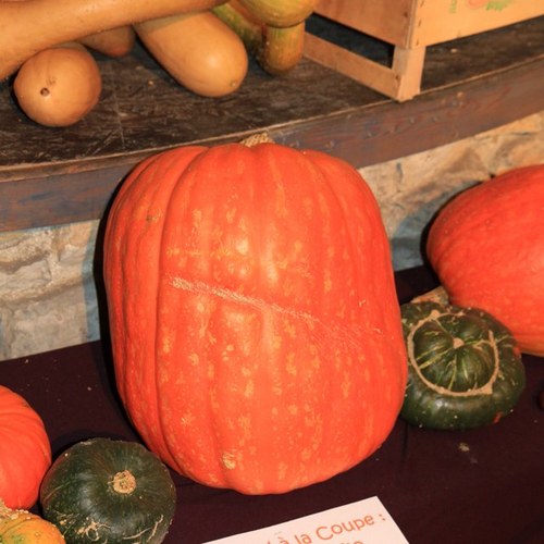 chilou23's profile picture. 