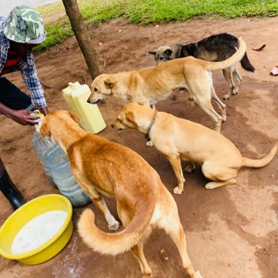 Erick Dog shelter Uganda is the global animal welfare organisation for animals under direct human influence, which reveals suffering, rescues animals in need🦮