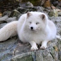 TommeX (@tommex__) 's Twitter Profile