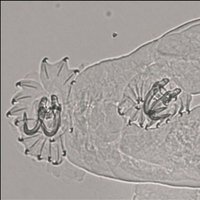 monogeniac (@monogeniac) 's Twitter Profile