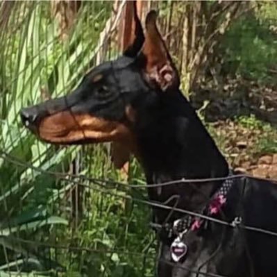 Grandmother. Love Dobermans.