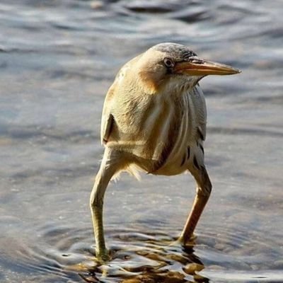 torirengoupiyo's profile picture. ラグビー・中日ドラゴンズ・仮面ライダー好き。
最近はほぼねこアカ😺