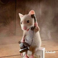 bebo is not (@fwzy_blal) Twitter profile photo
