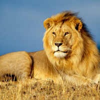 The King of the forest The King of the forest (@thekingofthefo4) 's Twitter Profile