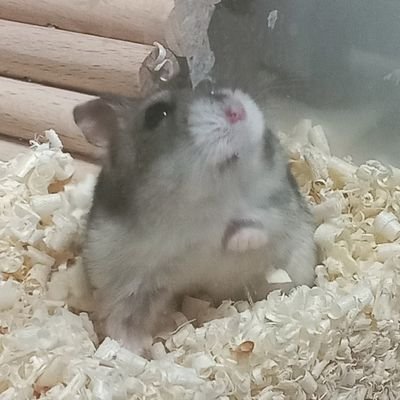 유기햄스터였던 파워를 키웠음/해씨별에서 노는중
월마다 작고소중한월급😢20퍼센트가량 유기동물보호소 후원했던(현재는 임보강아지와 자신을 돌보는데 허덕임)이상한싸람.. 👀 👀
🌟동물들이 행복한 세상을 꿈꿔요🌟