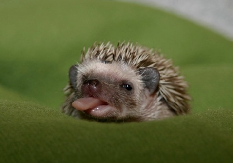 uwix_ru's profile picture. 