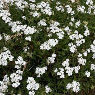 Lorifall1963's profile picture. 