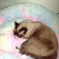 Susan Cartright (@susancartright6) 's Twitter Profile