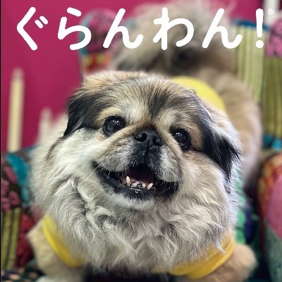 シニア犬と楽しく暮らすためのヒントがいっぱいフリーマガジン『ぐらんわん！』