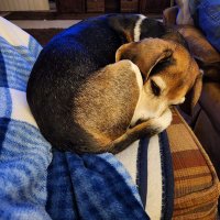 26 is a milestone (@bluebeagle) 's Twitter Profile