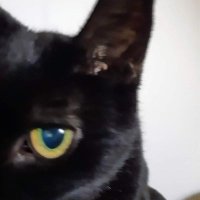 Lunaaaa (@dodi2208) 's Twitter Profile