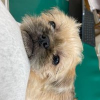 おじさんイッヌのまる (@hw1v5toj4cj3na0) 's Twitter Profile